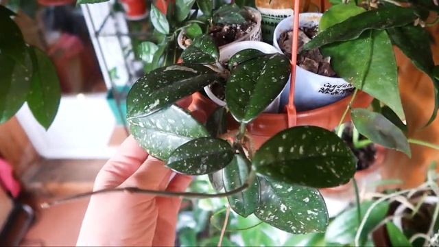 Хойи в моей коллекции смотреть онлайн