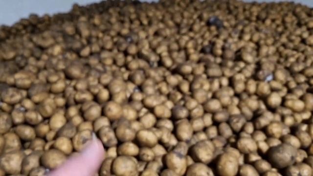 Картофель бизнесу от 20 т. Лёжкость: Аризона, Алуэт, Лабелла, Ред Леди. Цена картохи на Узбекистан? смотреть онлайн