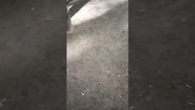 Без страшная белка смотреть онлайн