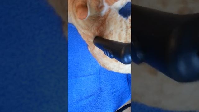 Как избавиться от шерсти домашних животных? смотреть онлайн