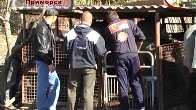 Вывоз свиней смотреть онлайн