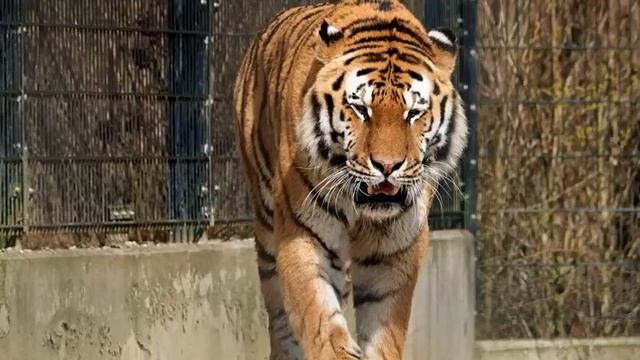 Интересные Факты про Тигров! смотреть онлайн