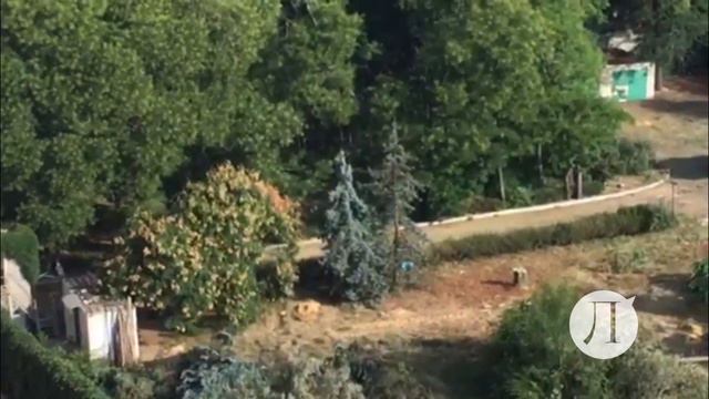 Вырубка деревьев в Аркадии 9 августа 2018 смотреть онлайн