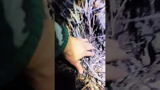 Нора бобра!!! смотреть онлайн