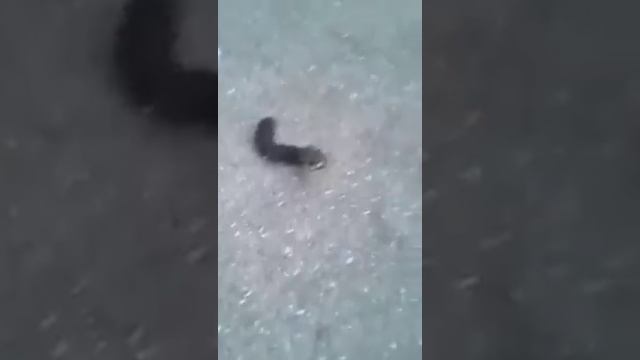 Одессит нашел гусеницу с жалом и головой мышонка смотреть онлайн
