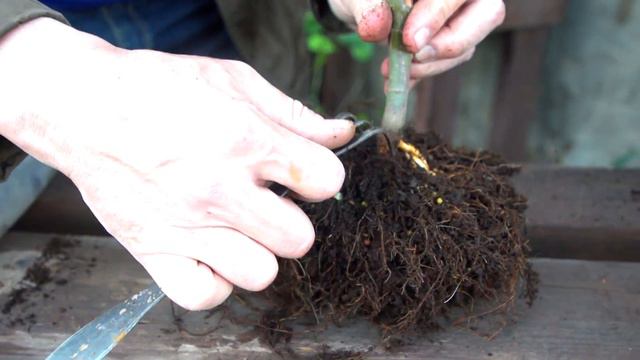 Весна - активное время для бонсаистов и садоводов / Bonsai Way смотреть онлайн