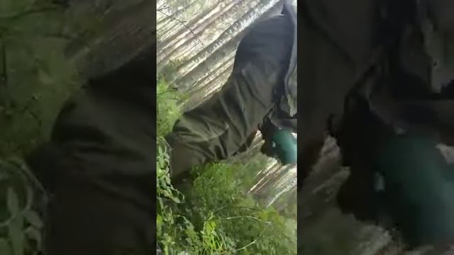 Как быстро собрать чернику комбайном смотреть онлайн