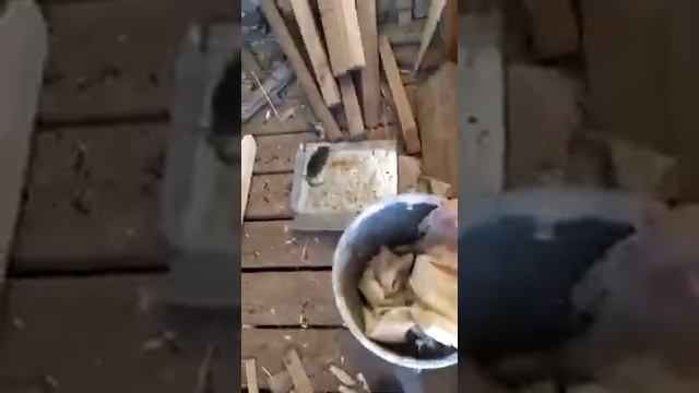 Ловля крыс # клей от грызунов # Catching rats # rodent glue. смотреть онлайн