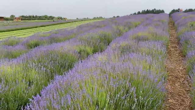 LAVENDER FARM, CHARLECOTE PARK / PINAY IN THE UK смотреть онлайн