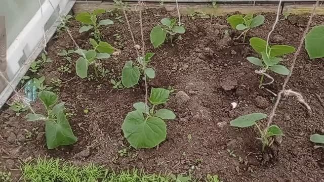 обзор теплицы 1 (2021.05.30_13:05:10)