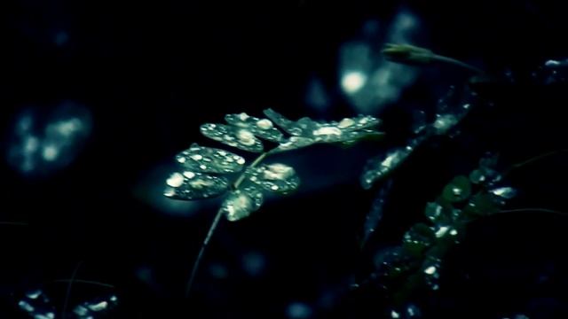 Nature- Coolpix L810 смотреть онлайн
