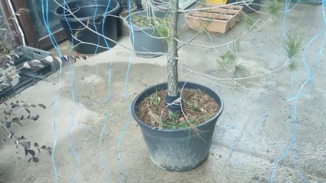 недорого сделать самим плакучею сосну .1 подготовка .время стрижки и формировки. смотреть онлайн