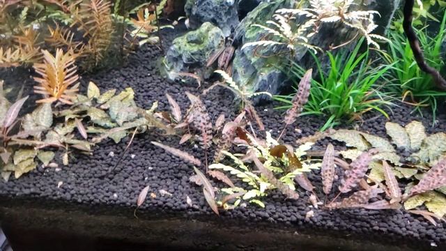 Cryptocoryne Jacobsenii PINK! смотреть онлайн
