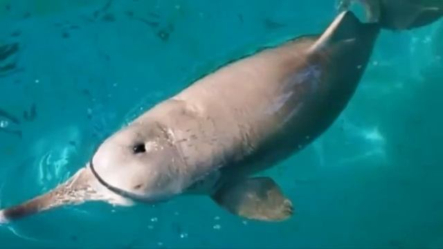 Baiji dolphin extract смотреть онлайн