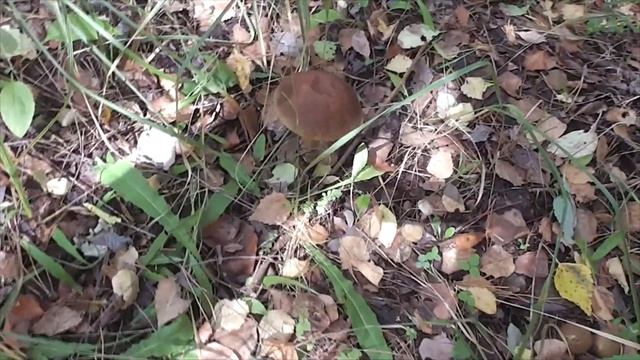 Нарвался на слой грибов, подберезовики, подосиновики и белые. Урожай на грибы смотреть онлайн