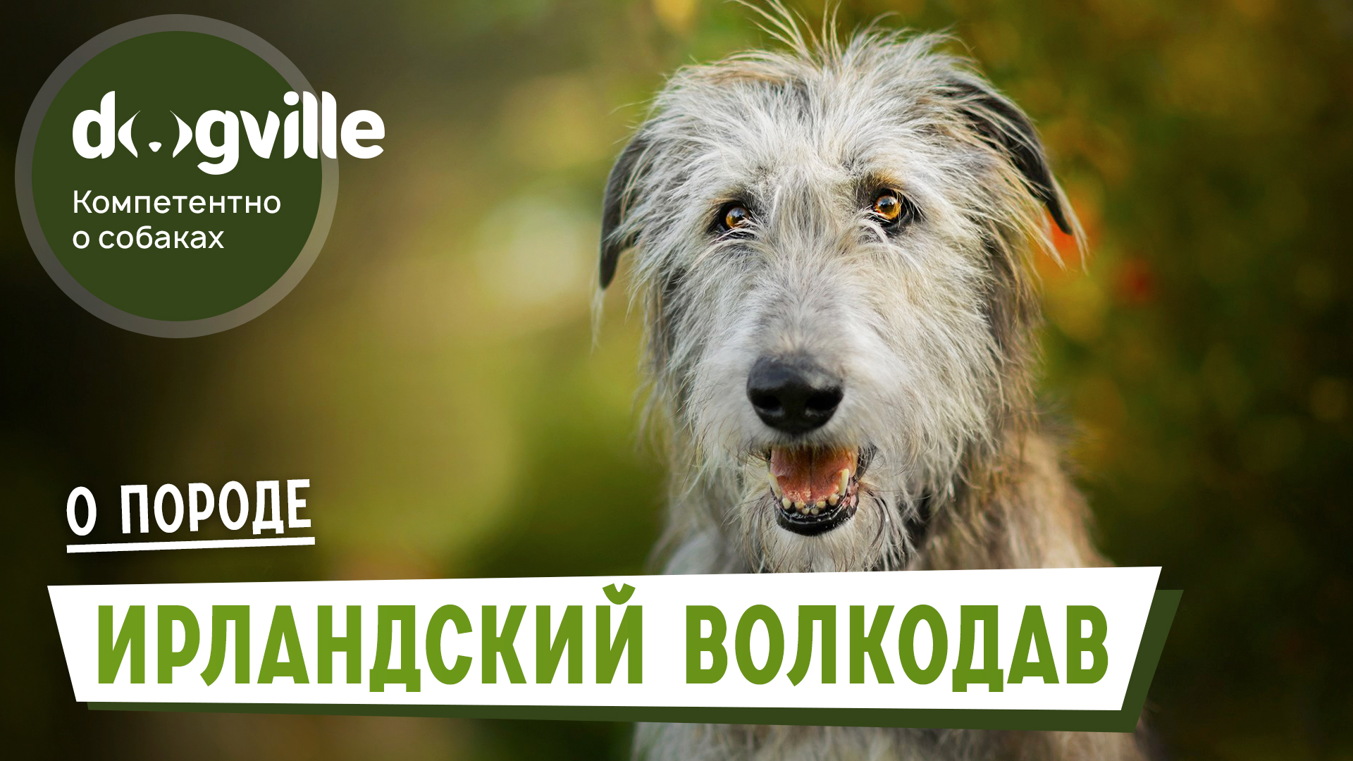 Ирландский волкодав – О породе – Как выбрать щенка Ирландского волкодава? смотреть онлайн