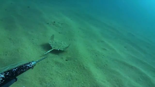 Черное море лиса.mkv смотреть онлайн