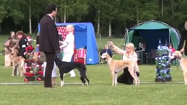 Non Serviam A-girls @ Saluki Show junior class смотреть онлайн