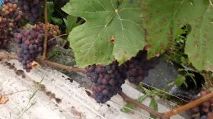 виноград Юодупе