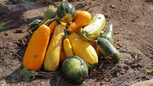 СПАСИТЕ КАБАЧКИ ОТ ПУСТОЦВЕТА И ГНИЕНИЯ РАЗ И НАВСЕГДА смотреть онлайн