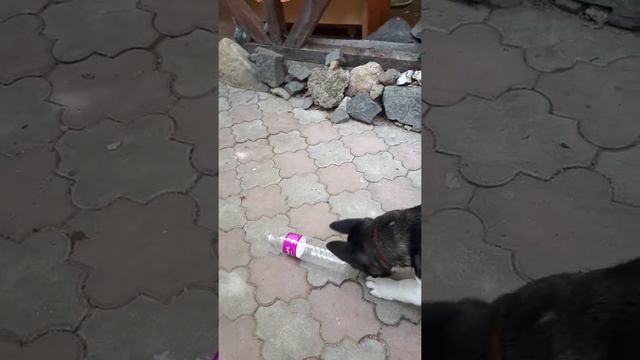 Американская акита-Ричард смотреть онлайн