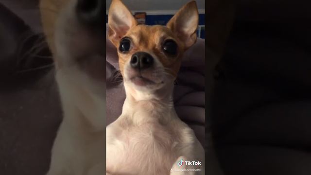 My 37th TikTok - What What What You See смотреть онлайн