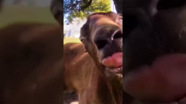 Быстрый язычок смотреть онлайн