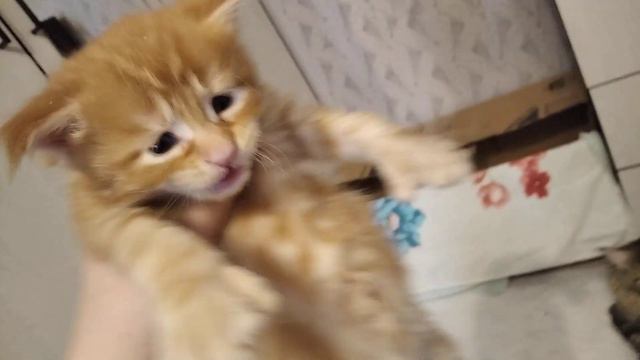 Котята мейн куны 3 недели, учатся ходить смотреть онлайн