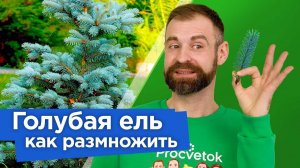 Как вырастить ГОЛУБУЮ ЕЛЬ ИЗ ВЕТОЧКИ? Самый простой и действенный способ размножения голубой ели
