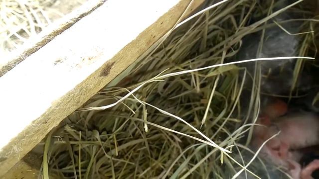 Осмотр крольчат самки НЗЧ той что содержалась в гаремном содержании. смотреть онлайн