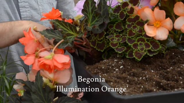 Orange Dream - How To Make Your Own Patio Planter 🧡 || West Coast Gardens