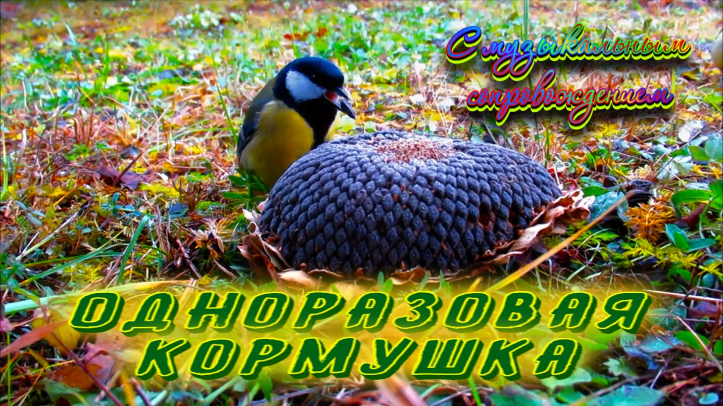 ОДНОРАЗОВАЯ КОРМУШКА 3 С музыкальным фоном. смотреть онлайн