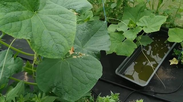 Мама учит как вырастить море огурцов. Олин китайский способ выращивания капусты. Съемка от 1 июля смотреть онлайн