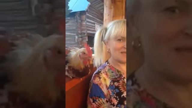 Петух как домашнее животное :) смотреть онлайн