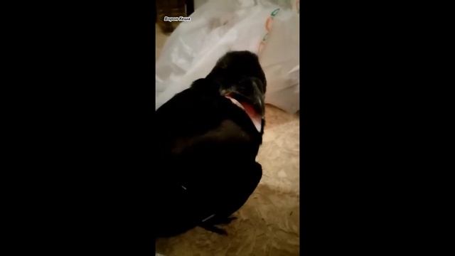 Ручной ворон Кеша /Как мы умеем крякать / домашний ворон налаживает коммуникацию с человеком смотреть онлайн