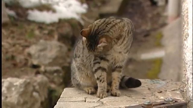 Anno 2005 in C.da Montagna смотреть онлайн