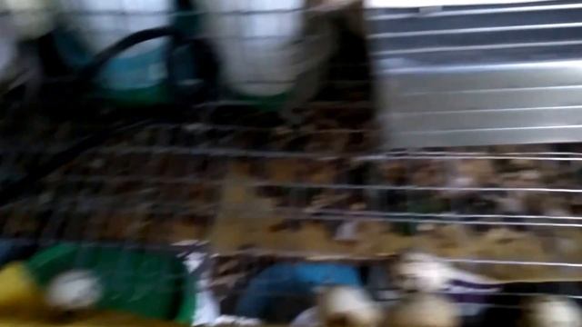 Вечерний сбор перепелиных яиц 01 мая 2016 смотреть онлайн