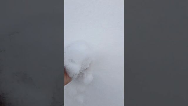 Один день в Тюлюке. Лоси, зайцы. Леший просыпается. смотреть онлайн