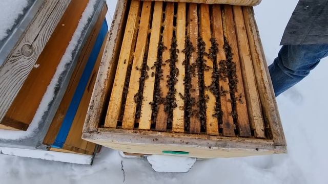 На пасеке Андрея Коренька 250 пчелосемей ( часть 1 ) смотреть онлайн