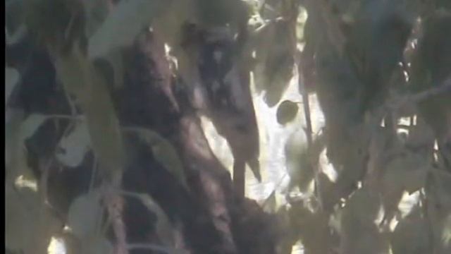 Дятел. Санитар леса. Вид с моего окна. смотреть онлайн
