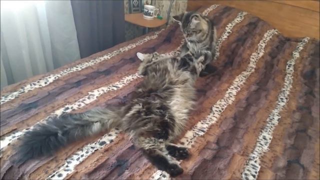 Мейн куны. смотреть онлайн