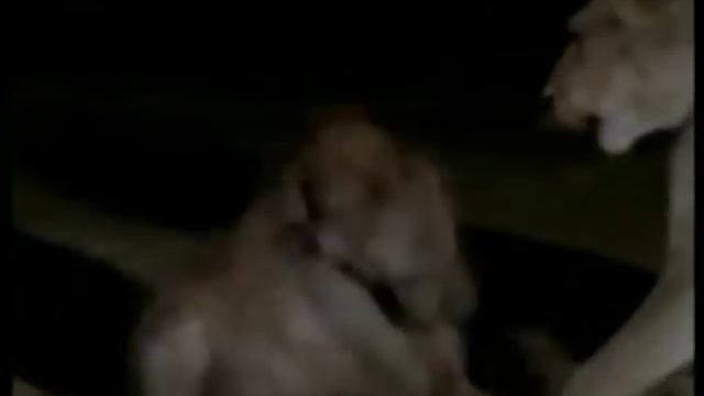Львы убивают и едят гиен сезон засухиЭксклюзвидео