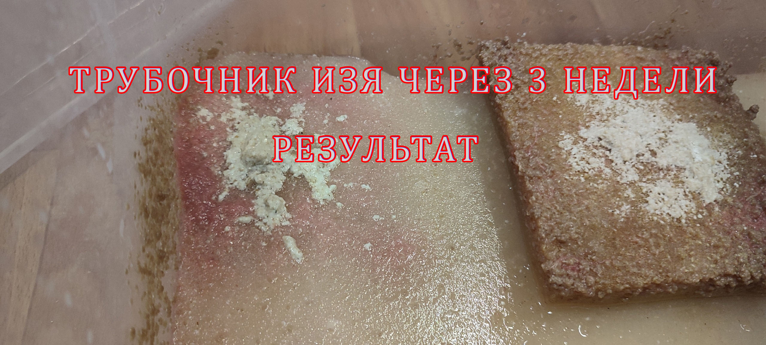 Трубочник Изя. Результат через 3 недели. Часть 2. смотреть онлайн