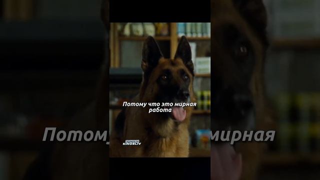 Вопросы и ответы политики