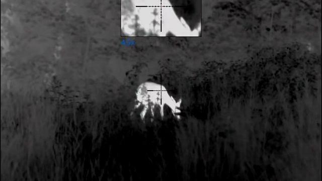 Pulsar Trail 2 LRF XP50 - Roe Deer (wild) смотреть онлайн