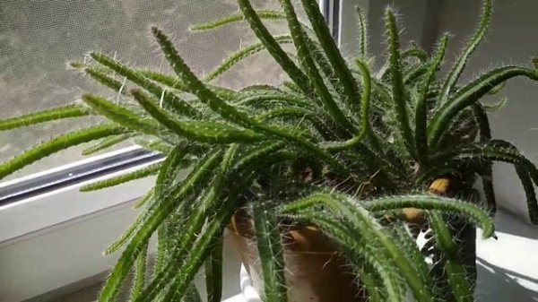 Кактус ампельный -гилоцереус трёхгранный - . //Gilocereus trihedral-ampelny cactus.//