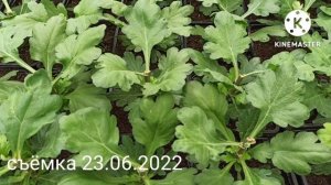 Формирование крупноцветковой горшечной хризантемы.  Прищипка.