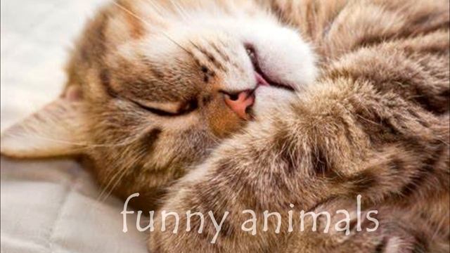 Cat Music - Music For Relaxation