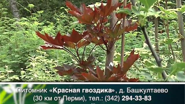 Вовремя - Красная гвоздика смотреть онлайн