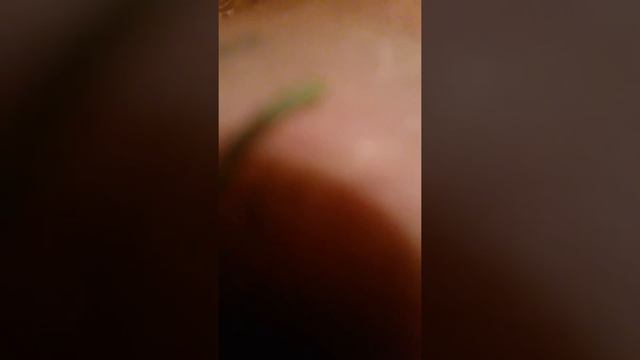 РОЖДЕННЫЙ ПОЛЗАТЬ ЛЕТАТЬ НЕ МОЖЕТ смотреть онлайн
